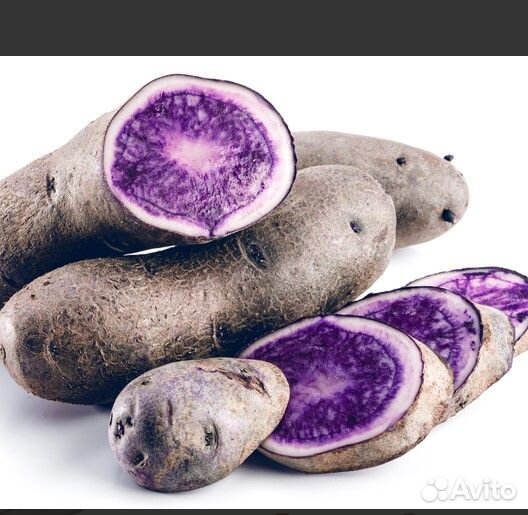 3 Коллекционных сорта картофеля и 3 кукурузы