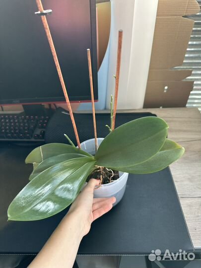 Комнатные цветы