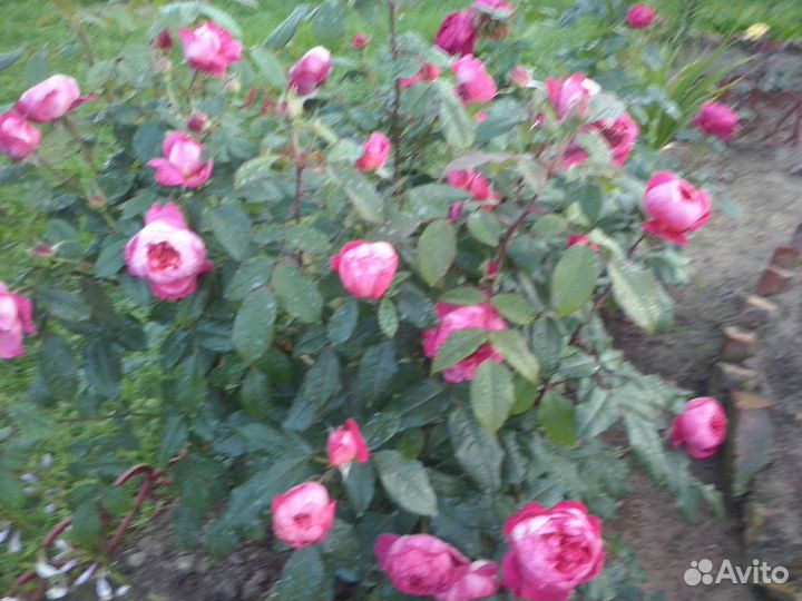 Садовые цветы