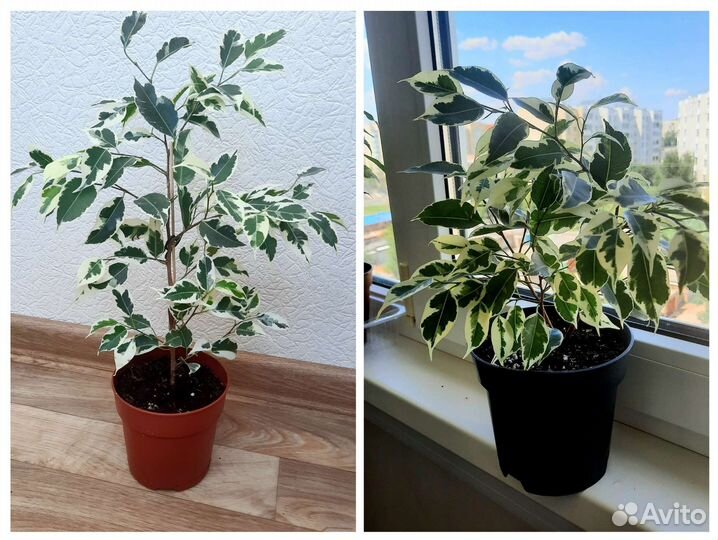 Фикусы сортовые