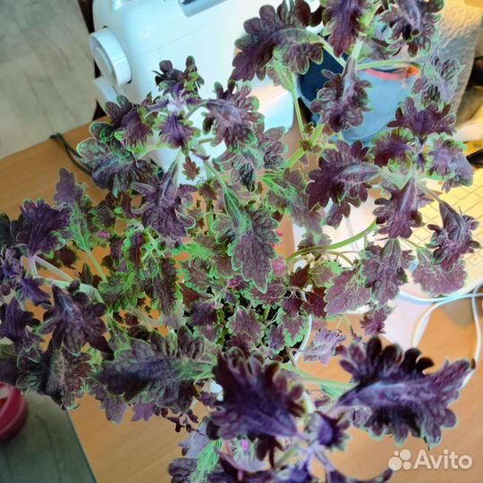 Колеус чëрный дракон