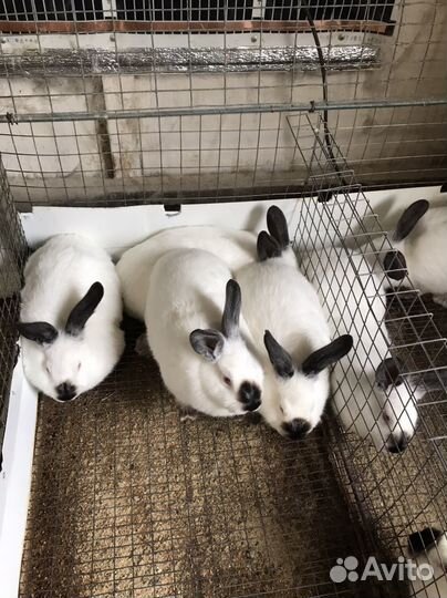 Калифорнийские кролики мясной породы