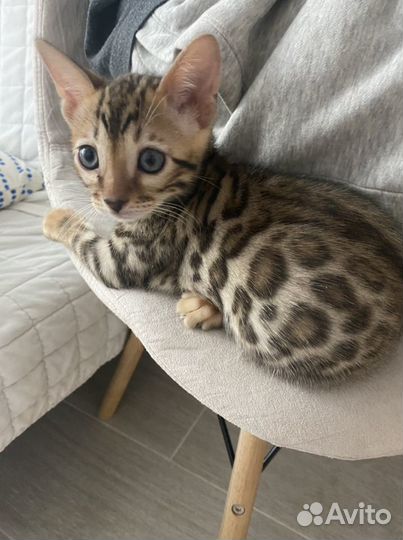 Бенгальские котята