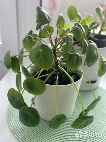 Пилея пеперомиевидная