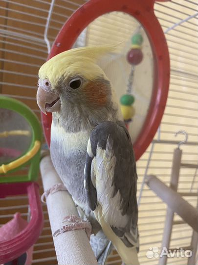 Продам Попугай карелла