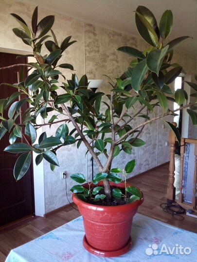 Фикус каучуконосный