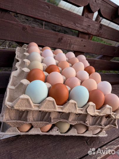 Домашние куриные яйца (Рязанские)