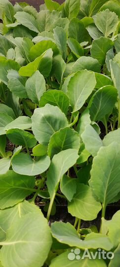 Рассада капусты