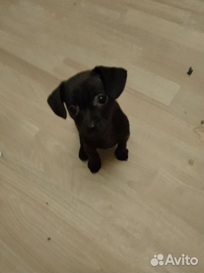 Мини той-терьер