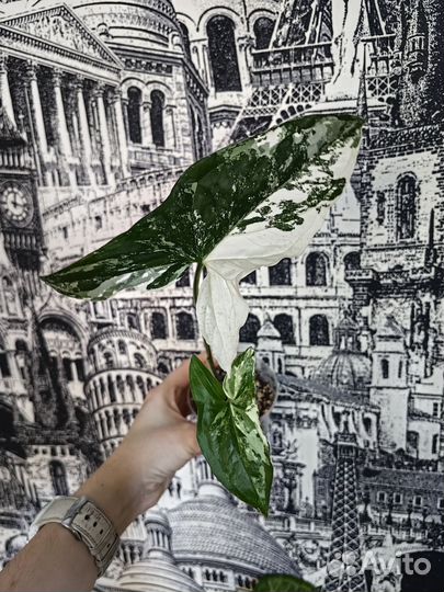 Сингониумы сортовые