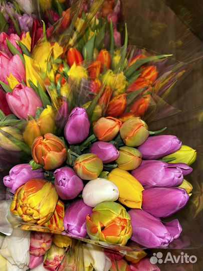 Тюльпаны микс сортов