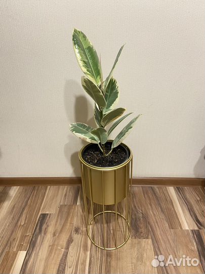 Кашпо горшок и комнатные на выбор