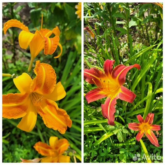 Лилейники, ирисы сортовые и другие растения