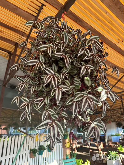 Традесканция зебрина