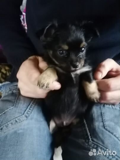 Щенки чихуахуа мини