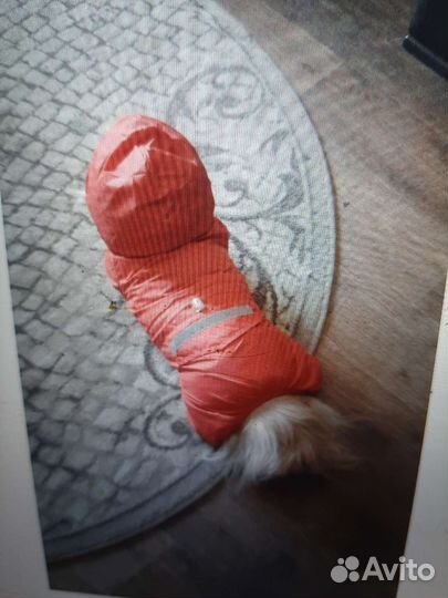 Комбинезон демисезонный для маленькой собачки