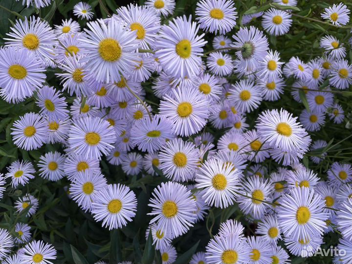 Мелколепестник