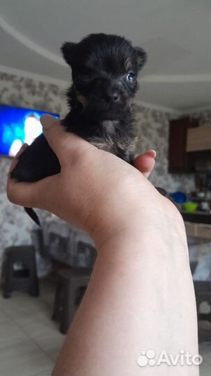 Супер мини йорк