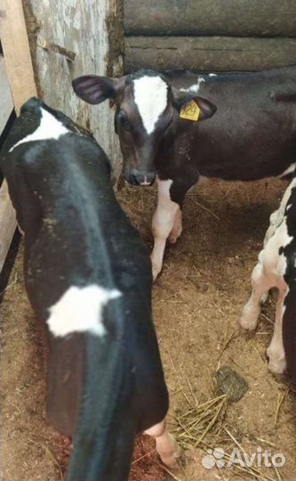 Телята бычки