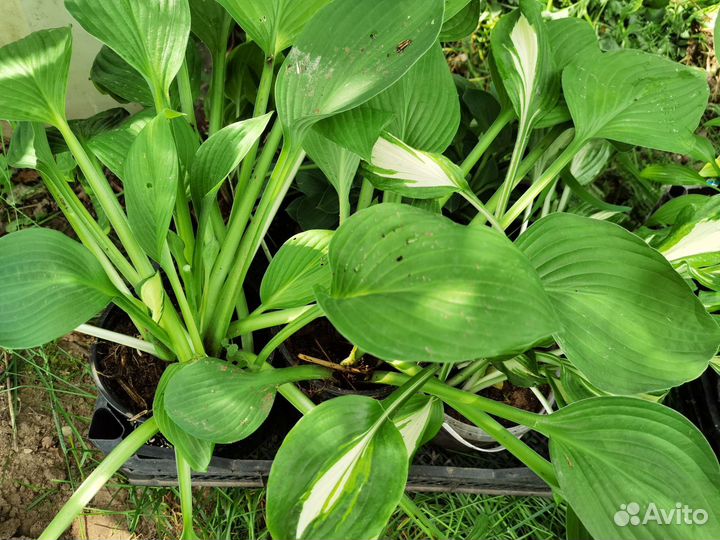 Хосты разные