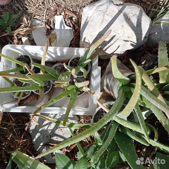 Алое вера 4 года