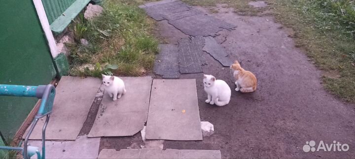 Котята в добрые руки