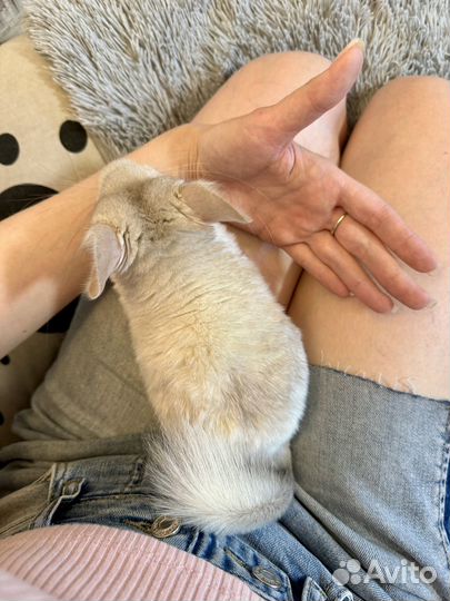 Шиншилла девочка 3 мес