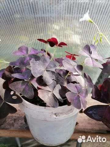 Цветы Кислица (Оксалис)