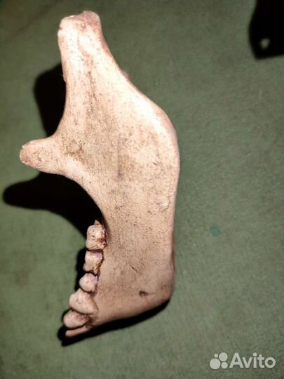 Челюсть макет