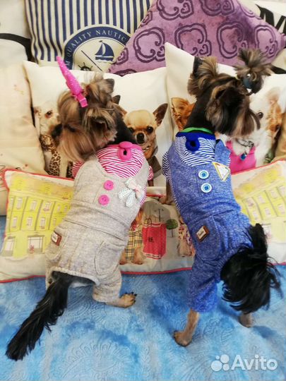 Костюмы, жилетки, дождевики для собак