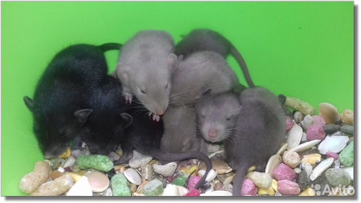 Крысята Дамбо (голубые и чёрные бриллиантики крысы