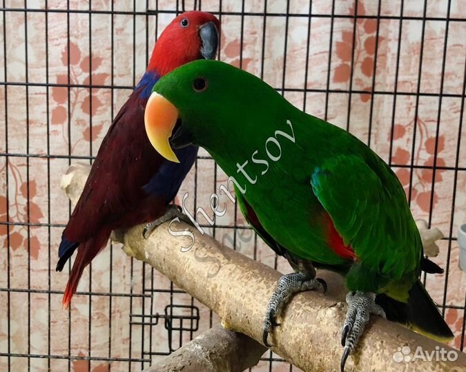 Пара взрослых эклектусов (благородных попугаев)