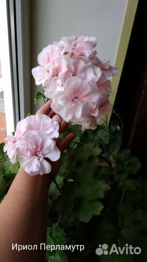 Пеларгония Ириол Перламутр