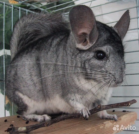 Шиншиллы 3 месяца