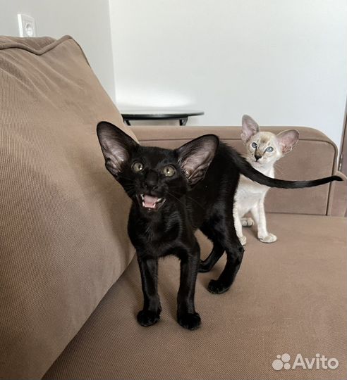 Ориентальные котята