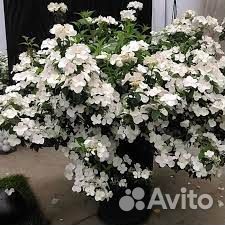 Гортензии Крупнолистные, различные, саженцы