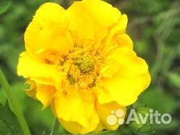 Многолетние садовые цветы