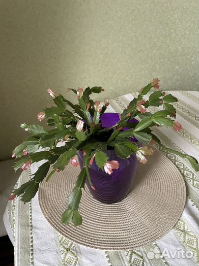 Комнатные растения/цветы (декабрист шлюмбергера)