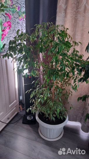 Фикус бенджамина пестролистный