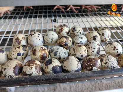 Инкубационное яйцо перепелов, Великие Луки