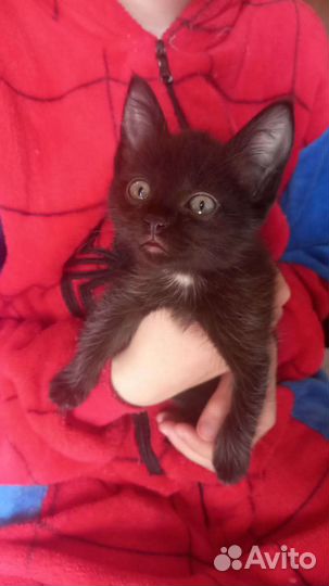 Котенок бесплатно