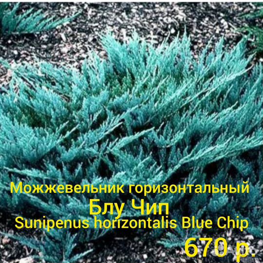 Ель голубая Глаука