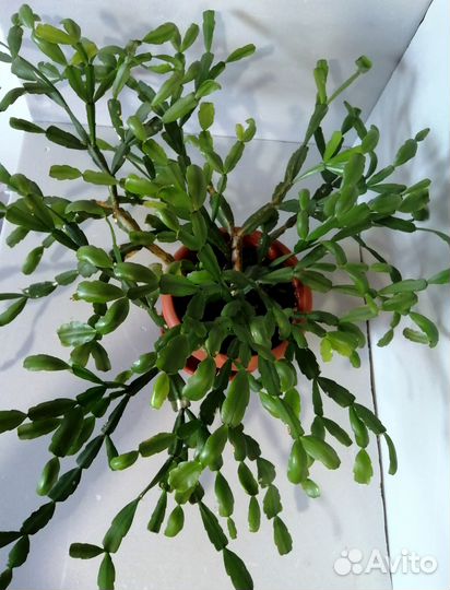 Шлюмбергера декабрист суккулент