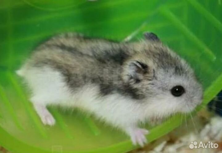 Хомячата Кэмпбелла и джунгарики