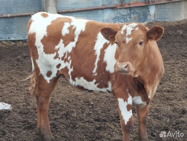 Телята телочки