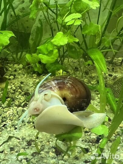 Улитки аквариумные ампулярии