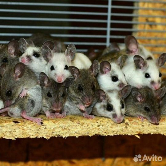 Мастомис натальсккая мышь