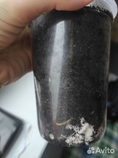 Эухарис амазонская лилия