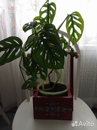 Кашпо для цветов