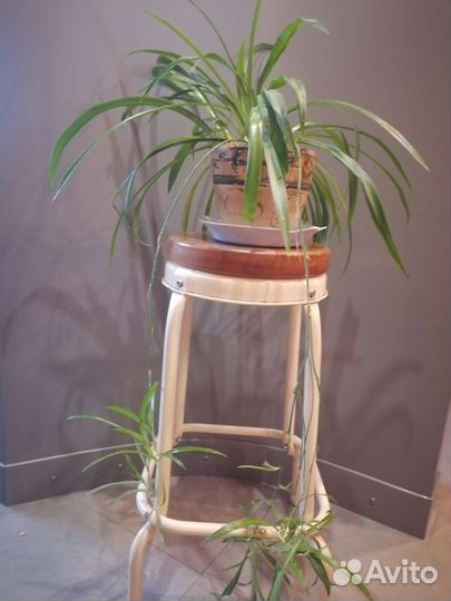 Хлорофитум